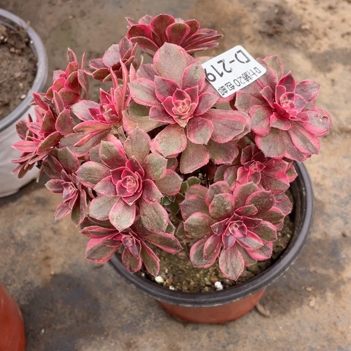 219黑膜嫁接多肉123446788