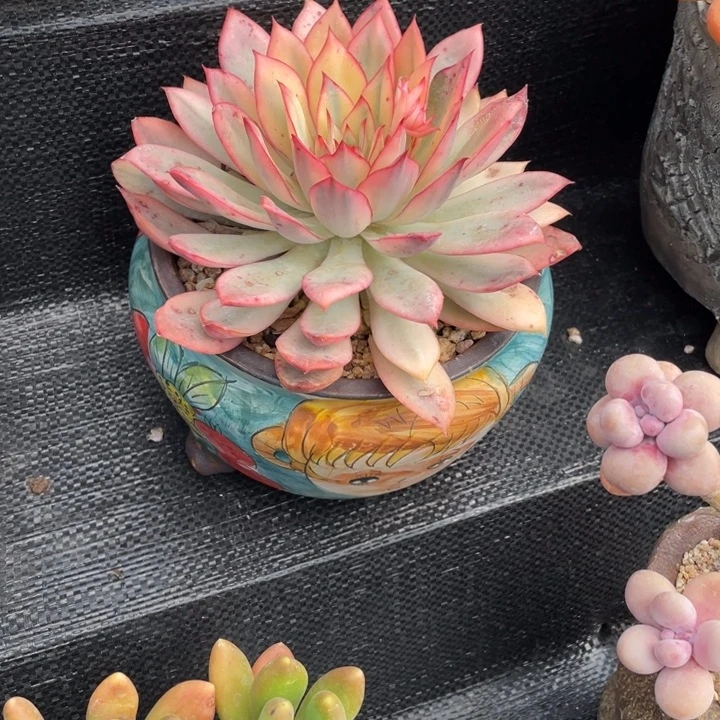 ?**?弥一一物一拍