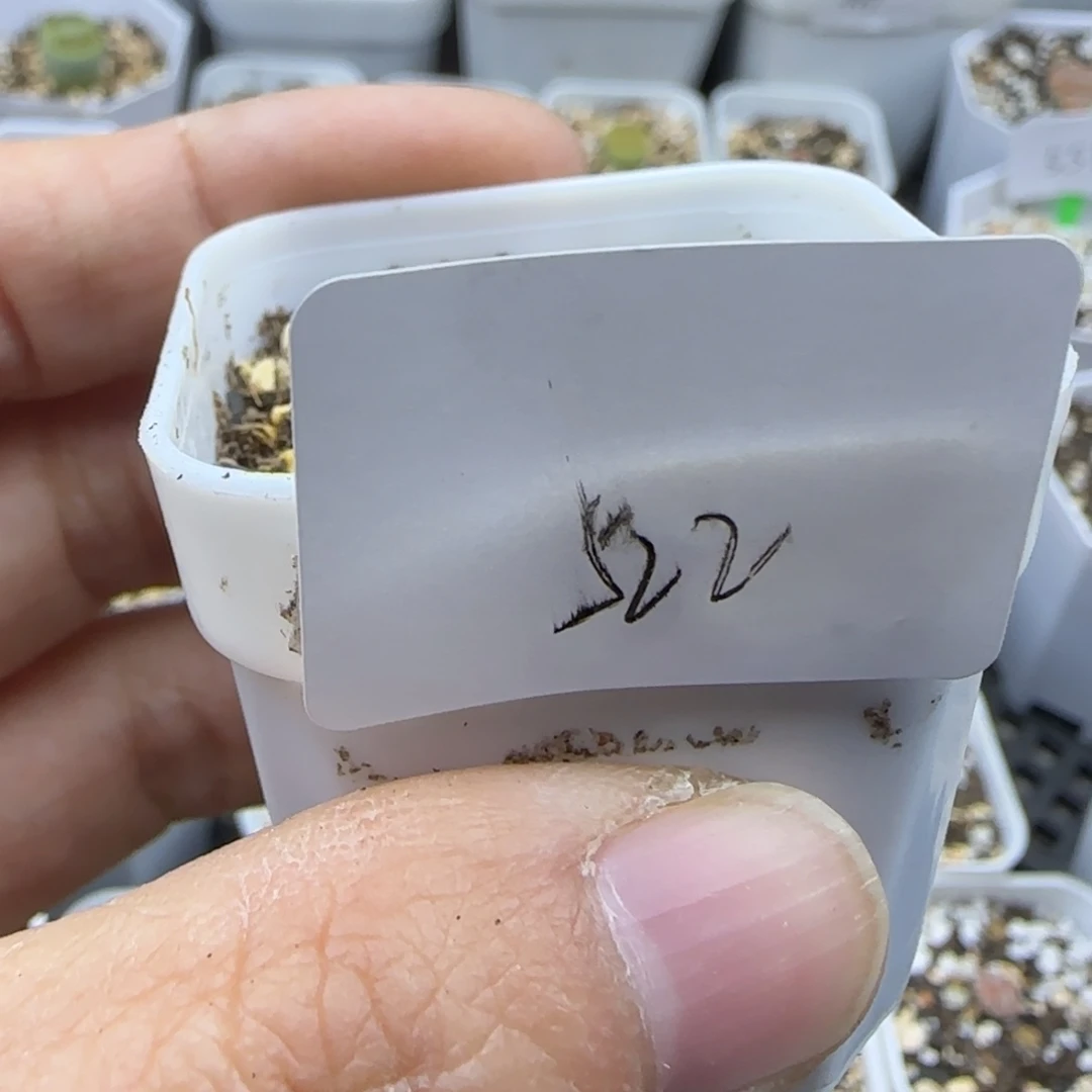 奥***黄522福利专拍大棚直播