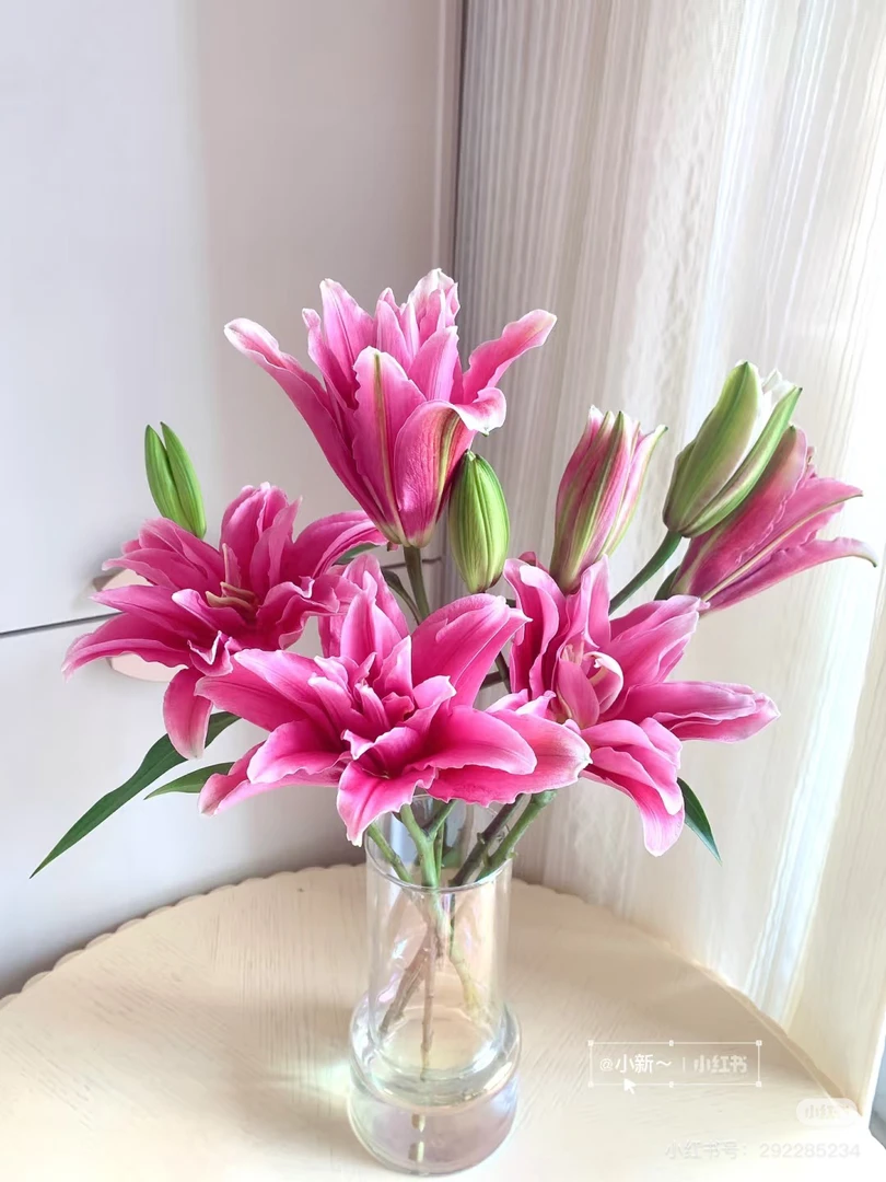 10号艾莲娜重瓣百合混头，我要买我不售后