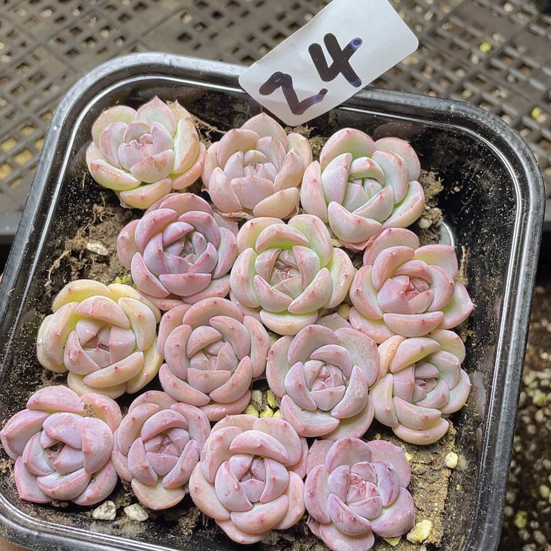 多肉植物多肉植物24