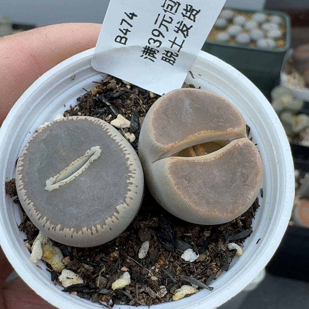 474多肉哈哈哈哈哈哈哈