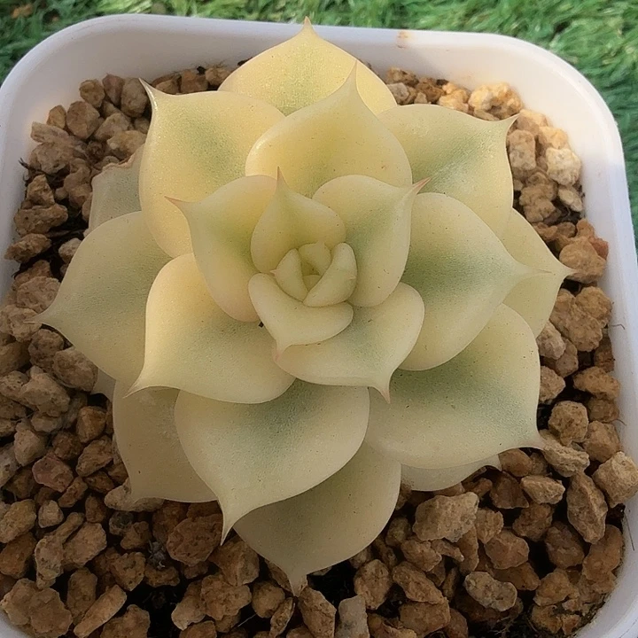 贝加尔湖锦多肉锦