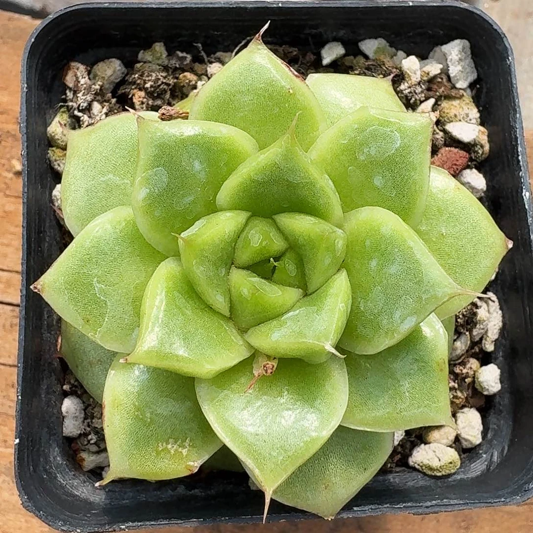 厚叶月影杂乌木多肉一颗