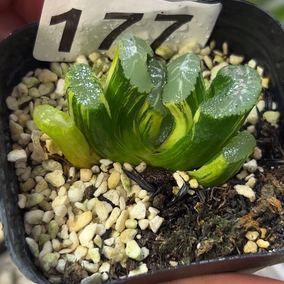 火山玉扇锦十二卷多肉植物177