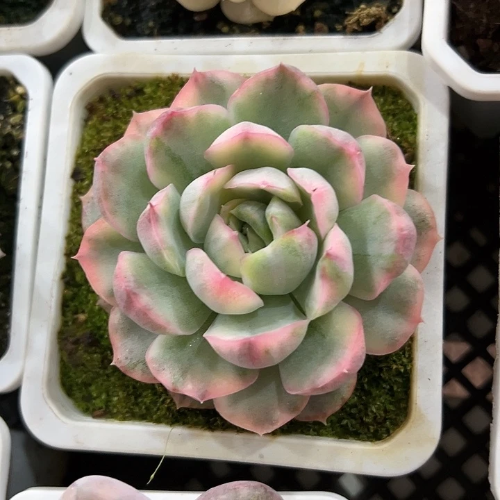 草莓蛋糕锦多肉植物