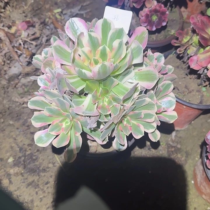 王***皓一物一拍不包侧枝95