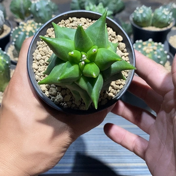骗***子鸾凤玉实生脱土发货