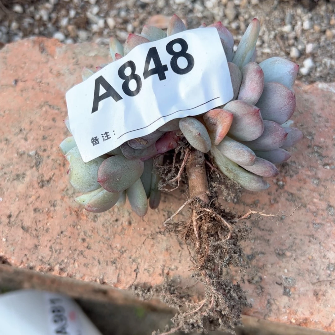 李*848多肉多肉多肉多肉多肉