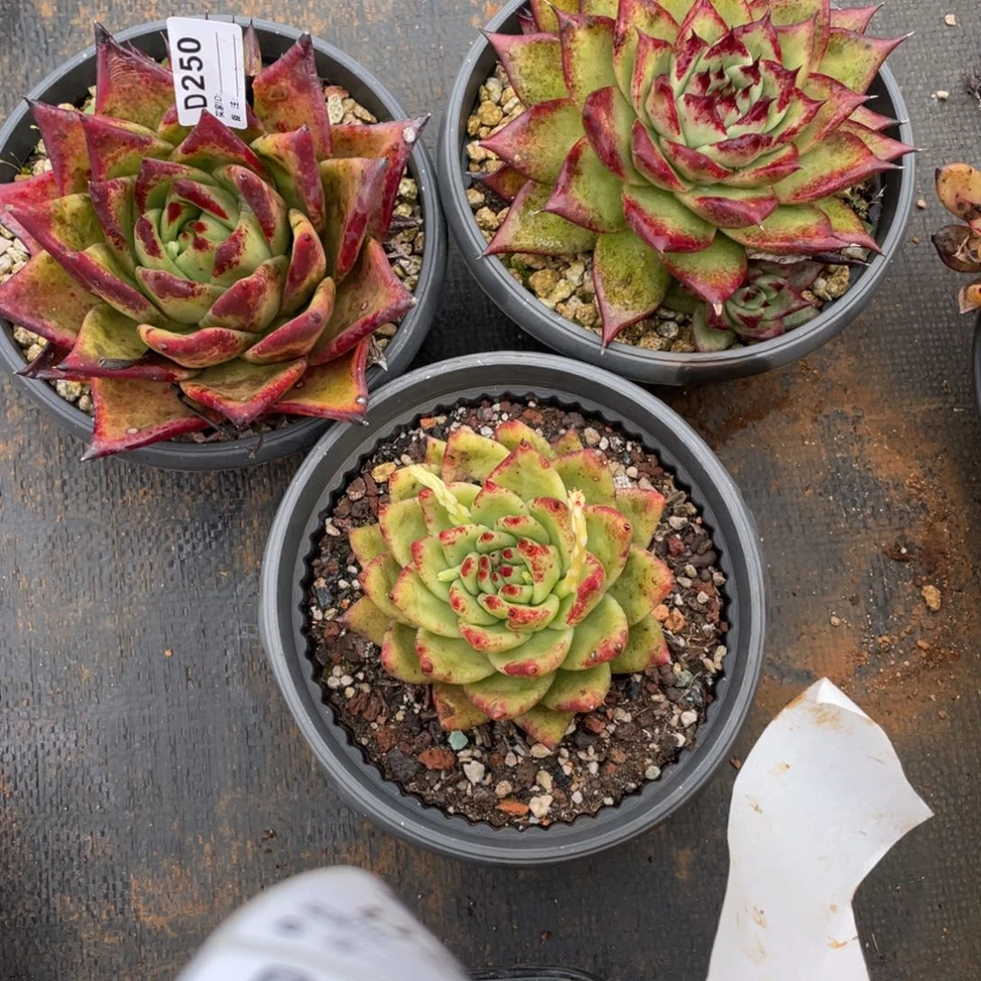 无花朵若如东云组拍D250