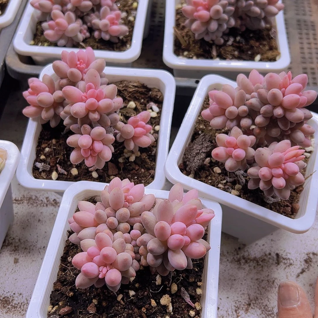 十方手指带盆带土多肉