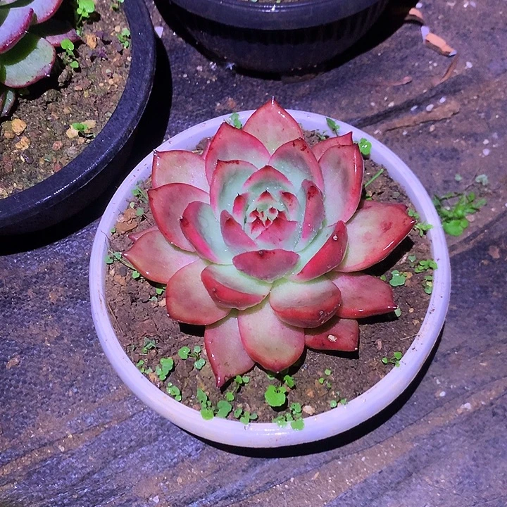 美肉特价活动开始啦