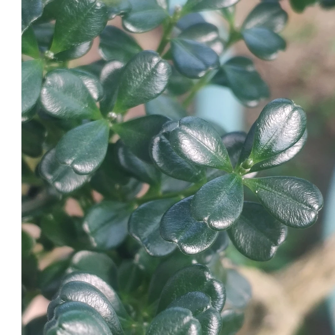 广东潮州凤凰米叶黄杨