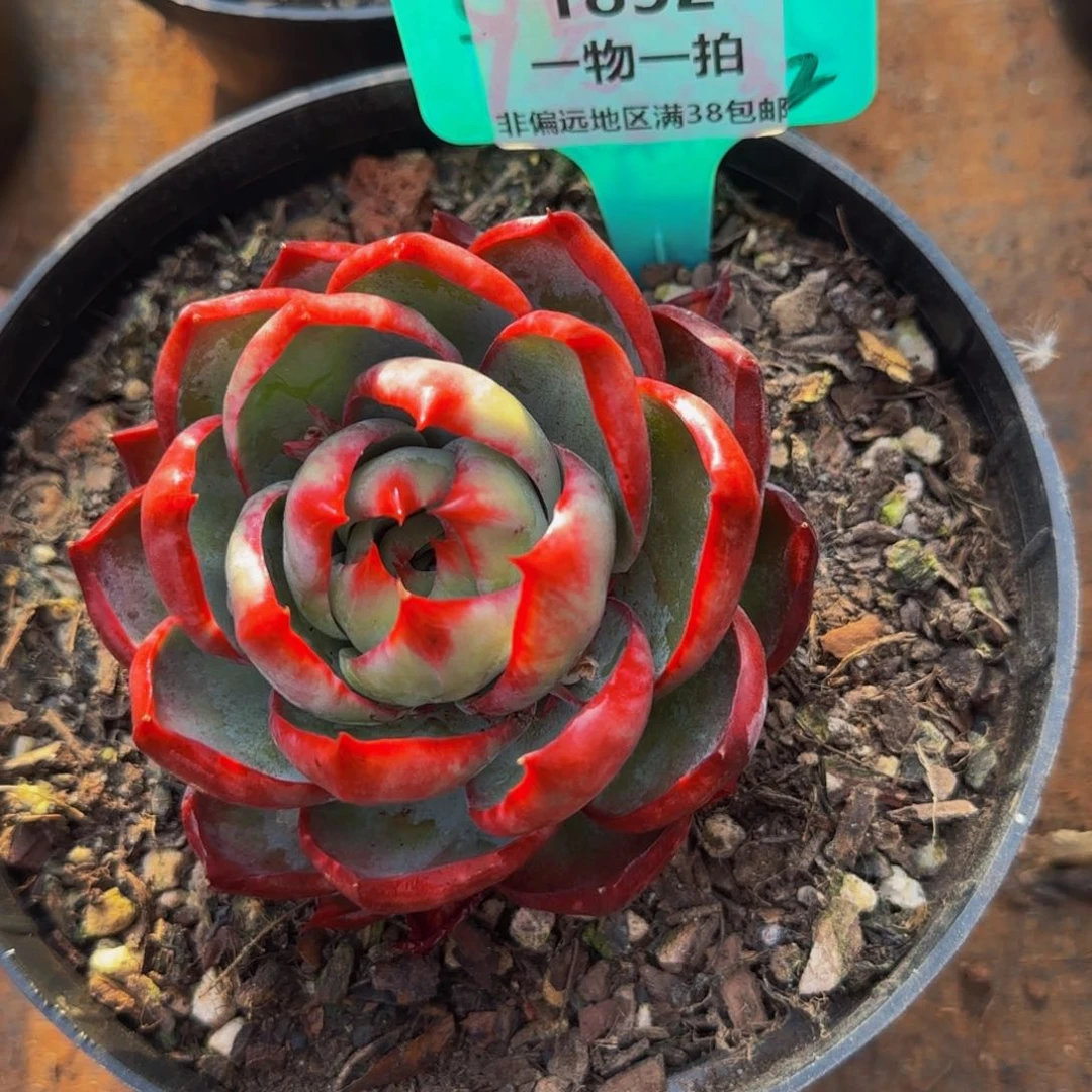 五***肉云南精品多肉1852