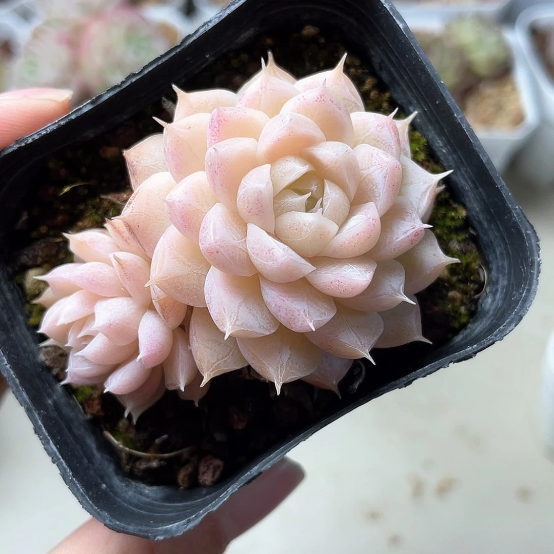 优选女王精品101