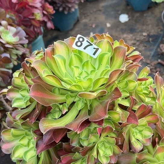 ℘****多肉植物一个