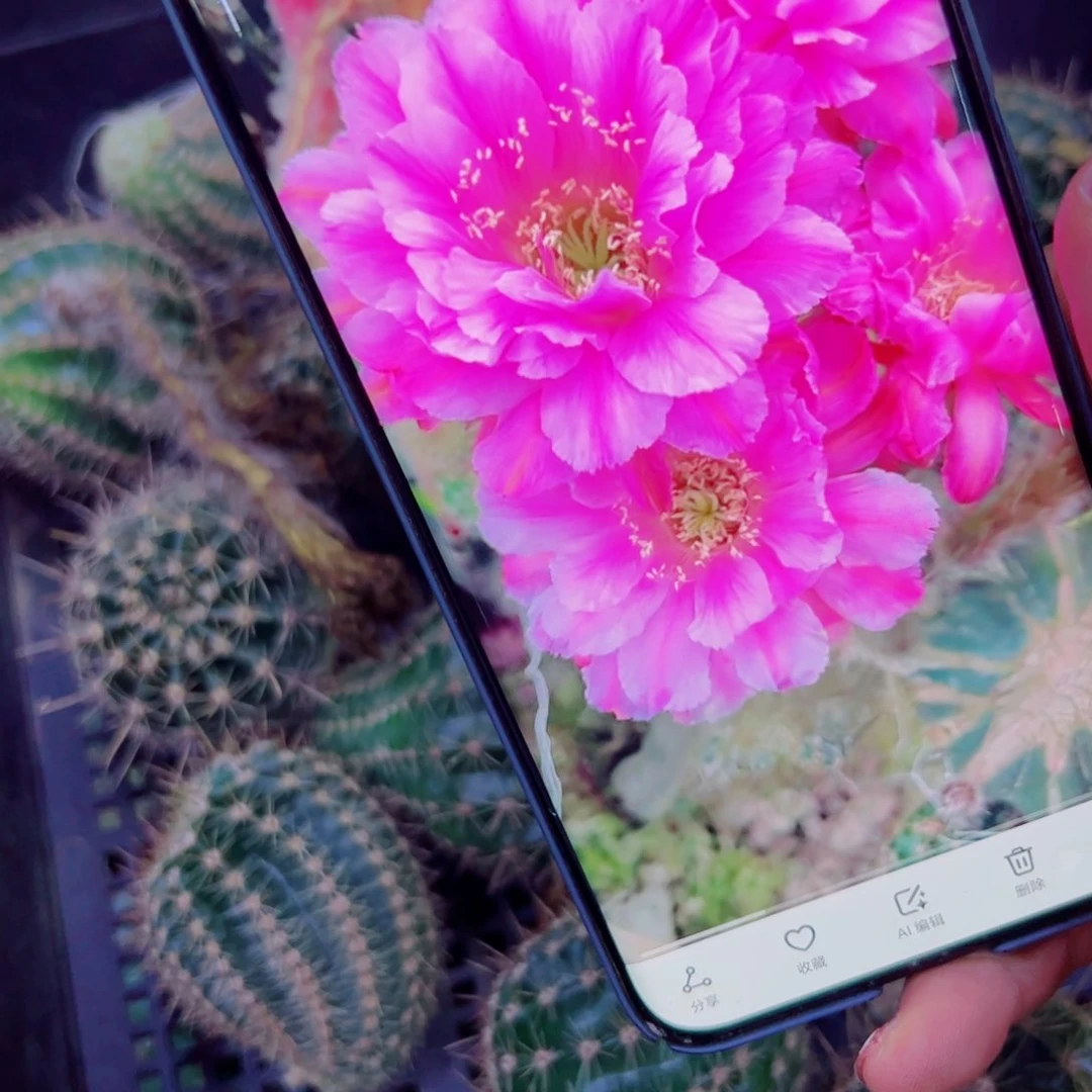 下85彩草贵妇歪无根侧芽4公分左右20包邮