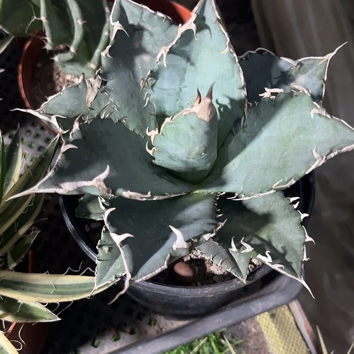 仁王冠zzzzzzzzzzz