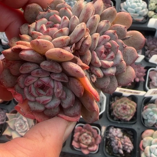 142白胖子多肉植物的