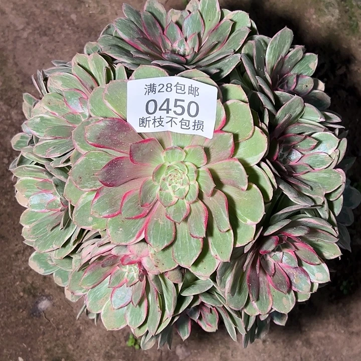 0450孔雀翎多肉植物