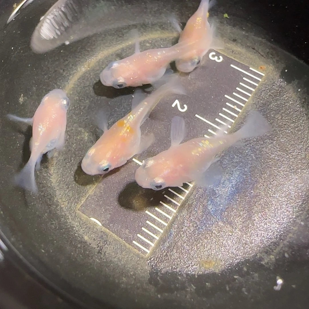 青鳉鱼一物一拍486