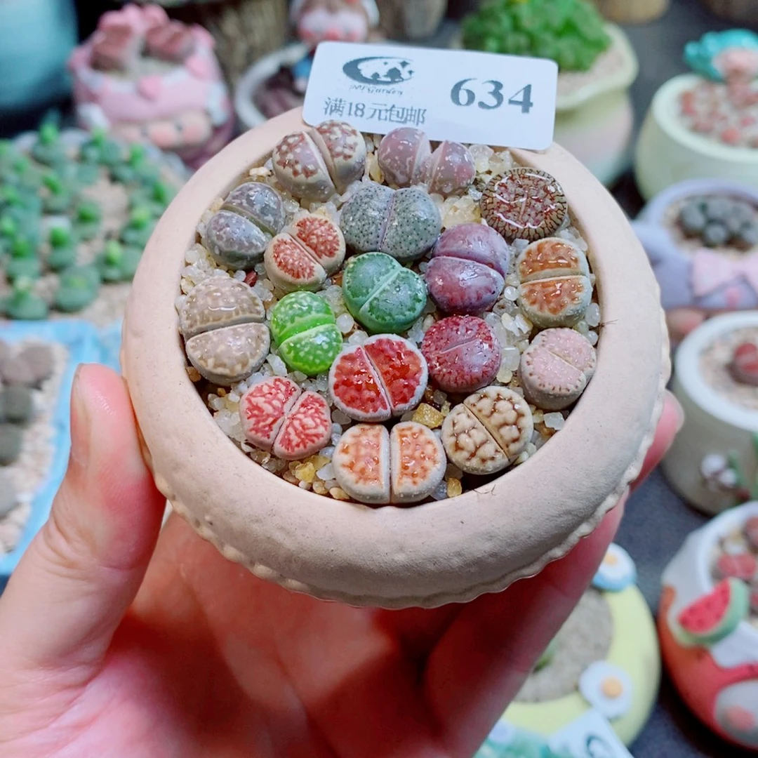 生石花花花花花花花634