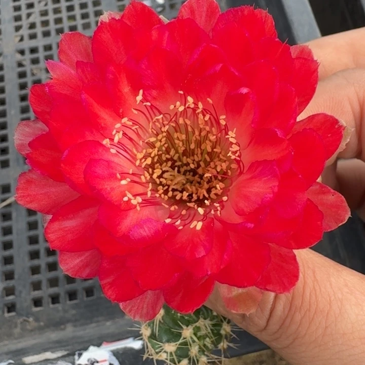 216丽花世界小姐歪3公分左右无根侧牙，20包邮