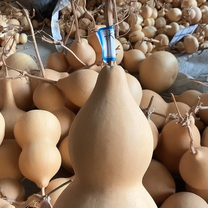 林偷懒宝子恭喜发财