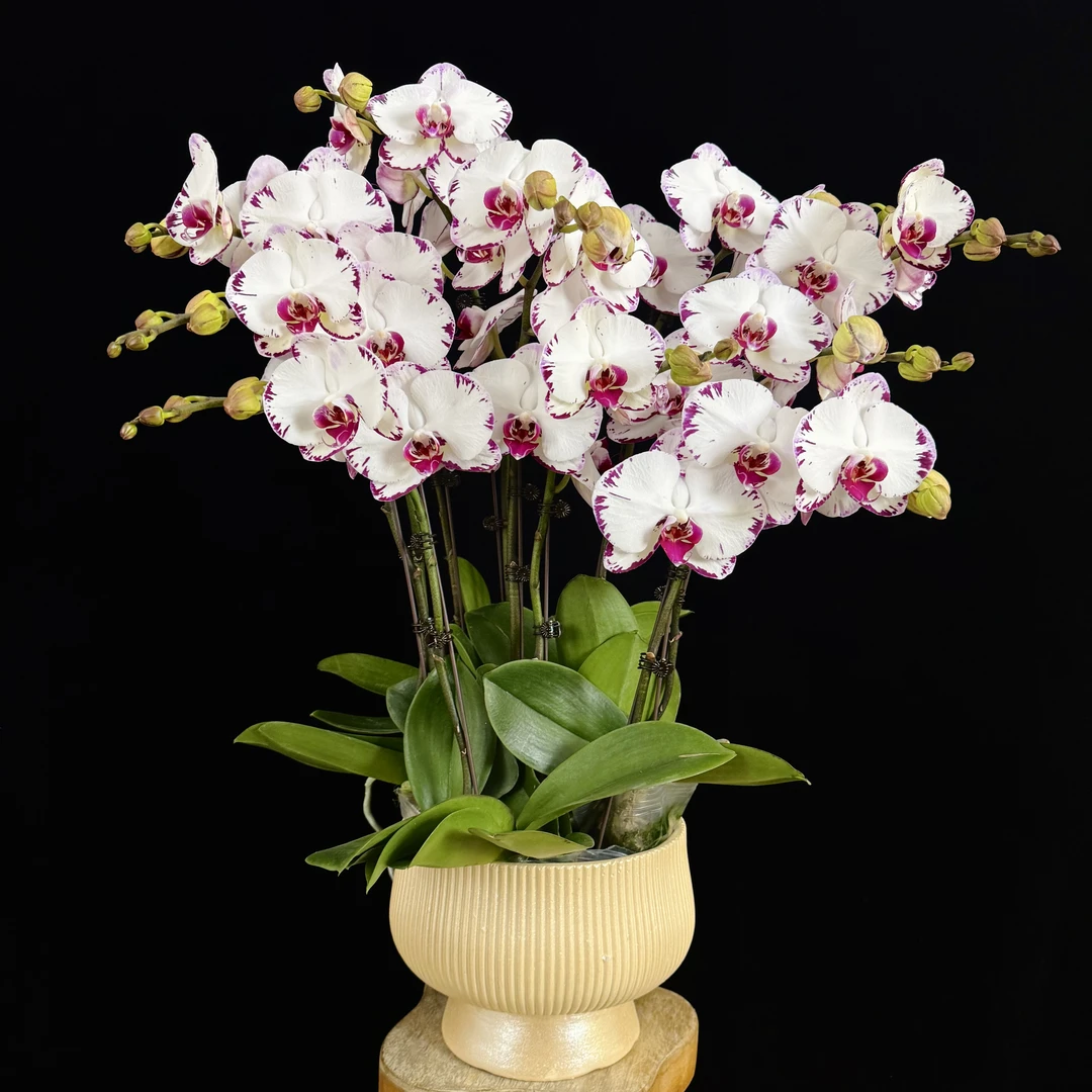 【黑闪电】白花红心带有紫色闪边大花型 蝴蝶兰 室内花卉 耐开耐摆