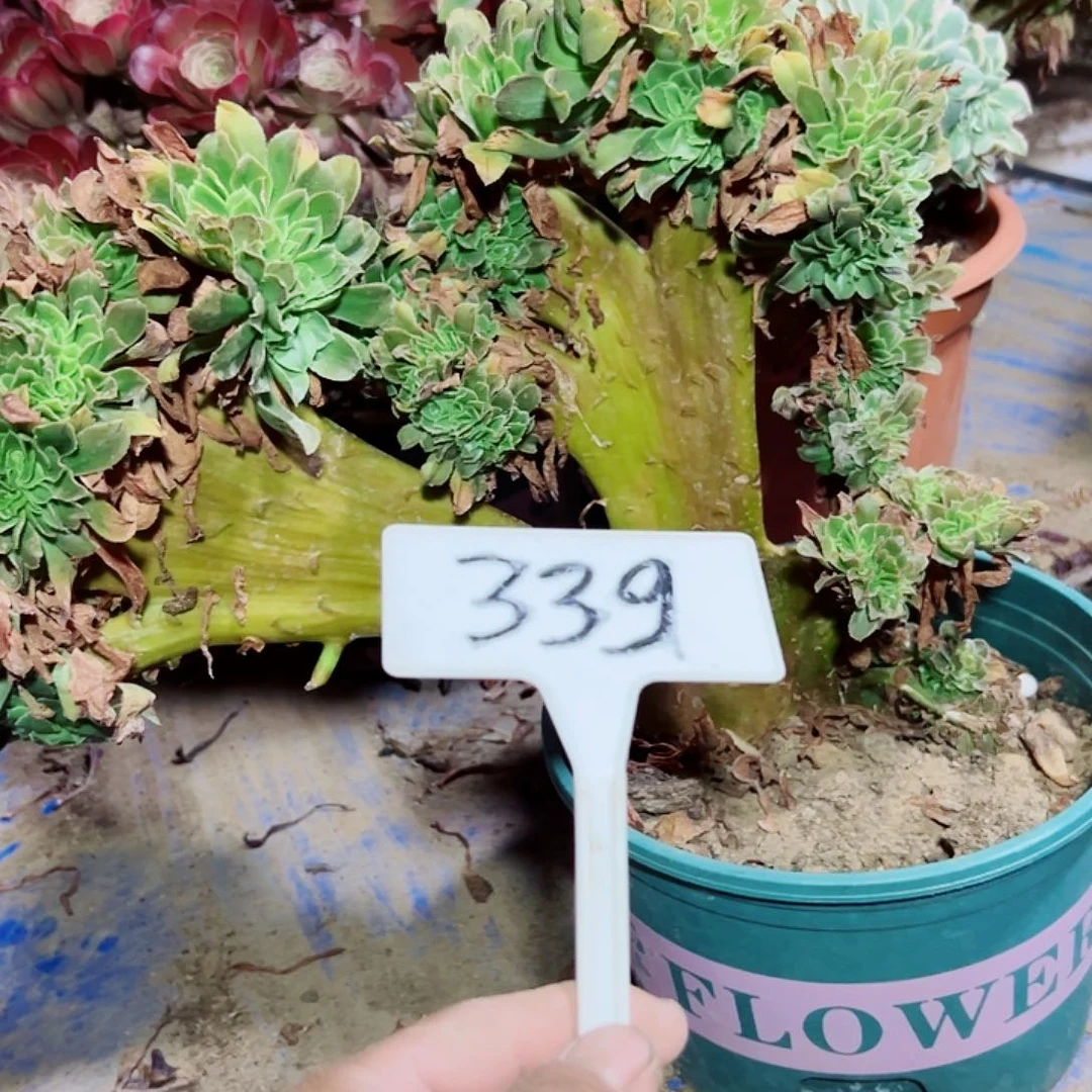 多肉植物小路上缀花