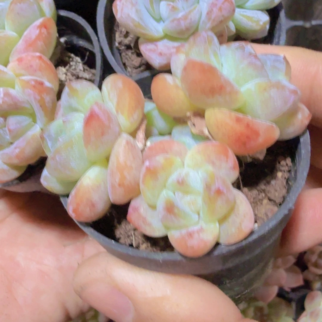 群彩虹冰玉2.99一颗