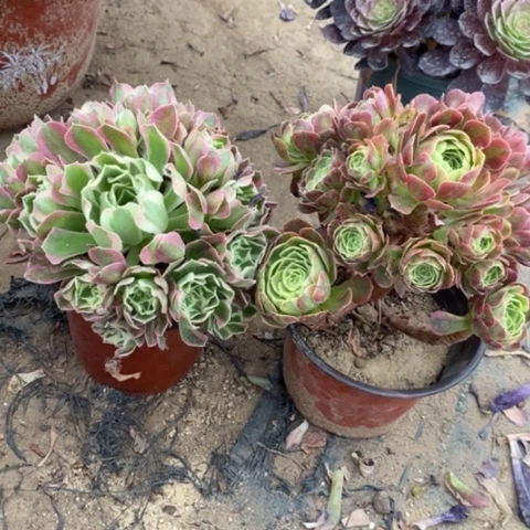 白凤➕奶白15多肉植物法师法师
