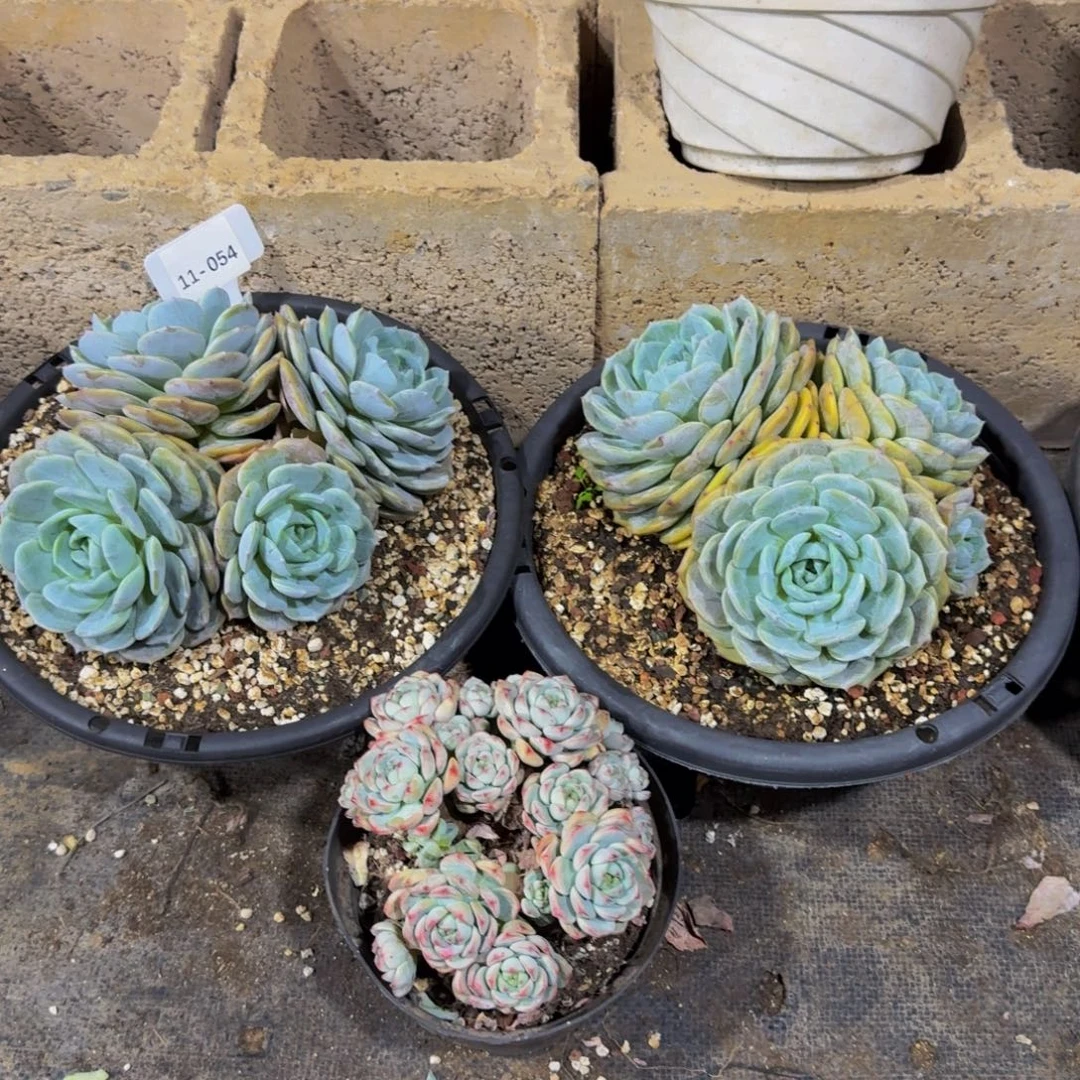 心***肉11-054三颗组福利不包损