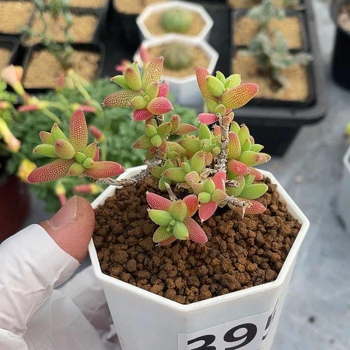 395泡泡叶玉米枝干