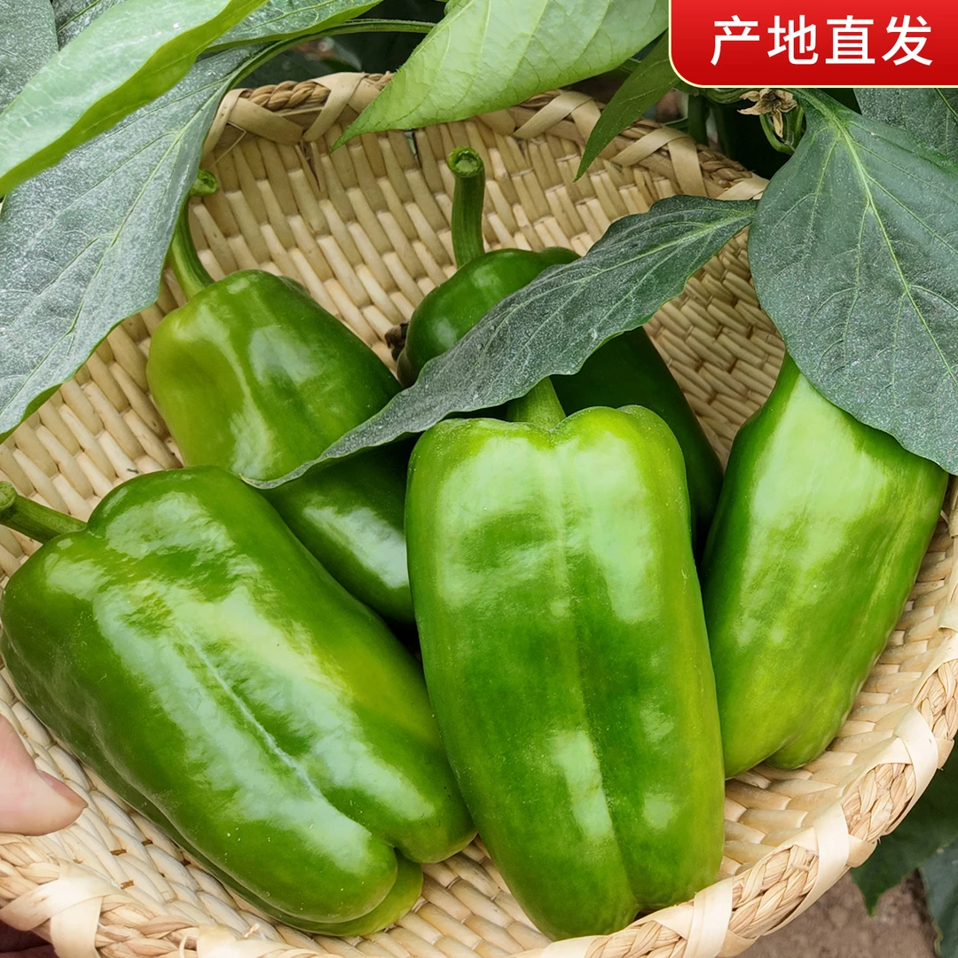 山东莘县农家新鲜现摘不辣青圆椒柿子椒太空椒灯笼椒顺丰包邮