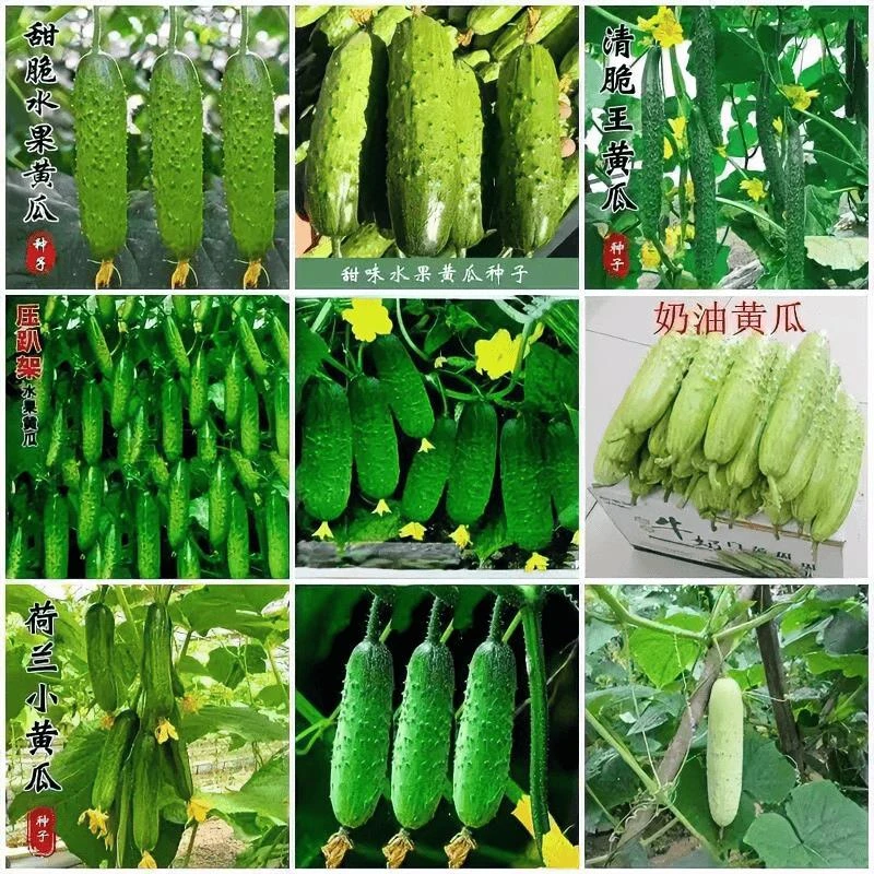 【满5包包邮】黄瓜种子合集满地爬水果黄瓜津研黄瓜种子