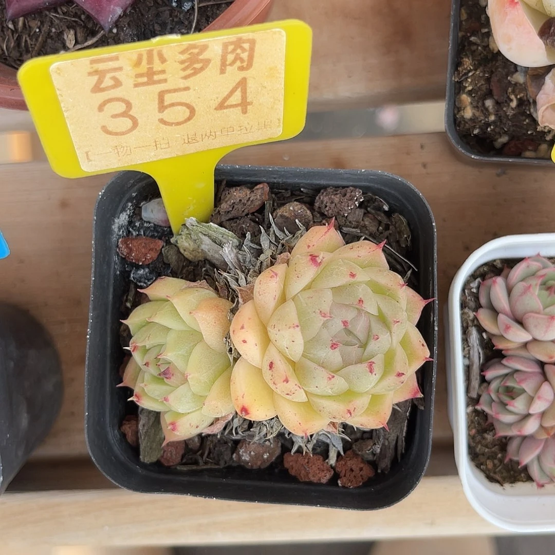 王***王云尘多肉一物一拍 354,