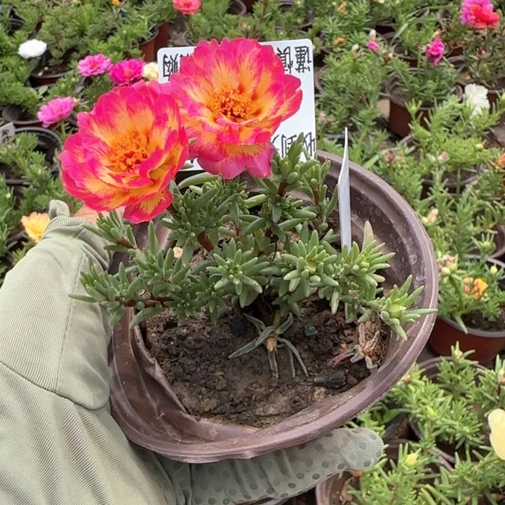 全部花朵361粉墨小苗盆口10cm