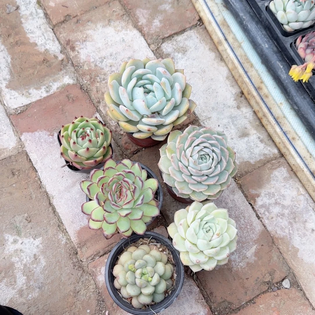 全***全六盆单头多肉植物组合，全
