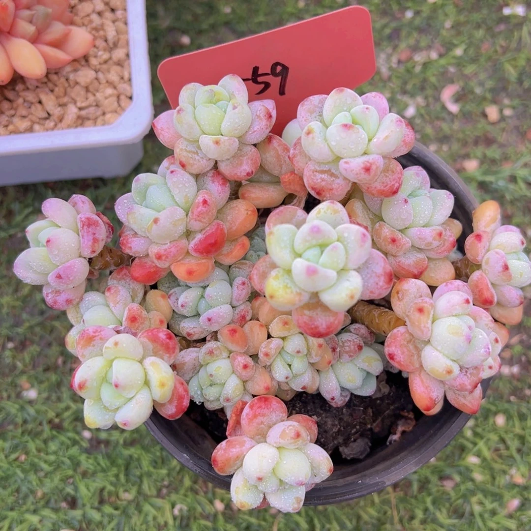 香玉的故事是一个人的