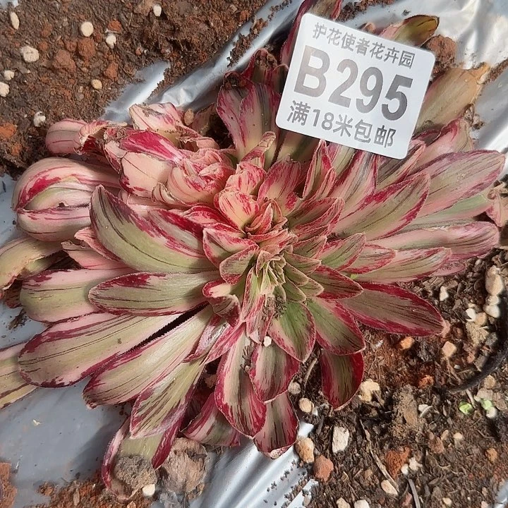 多肉法师v锦多多