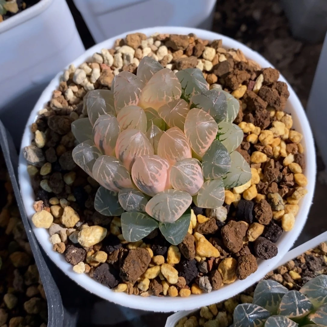 一颗实生糊斑玉露锦 开播福利