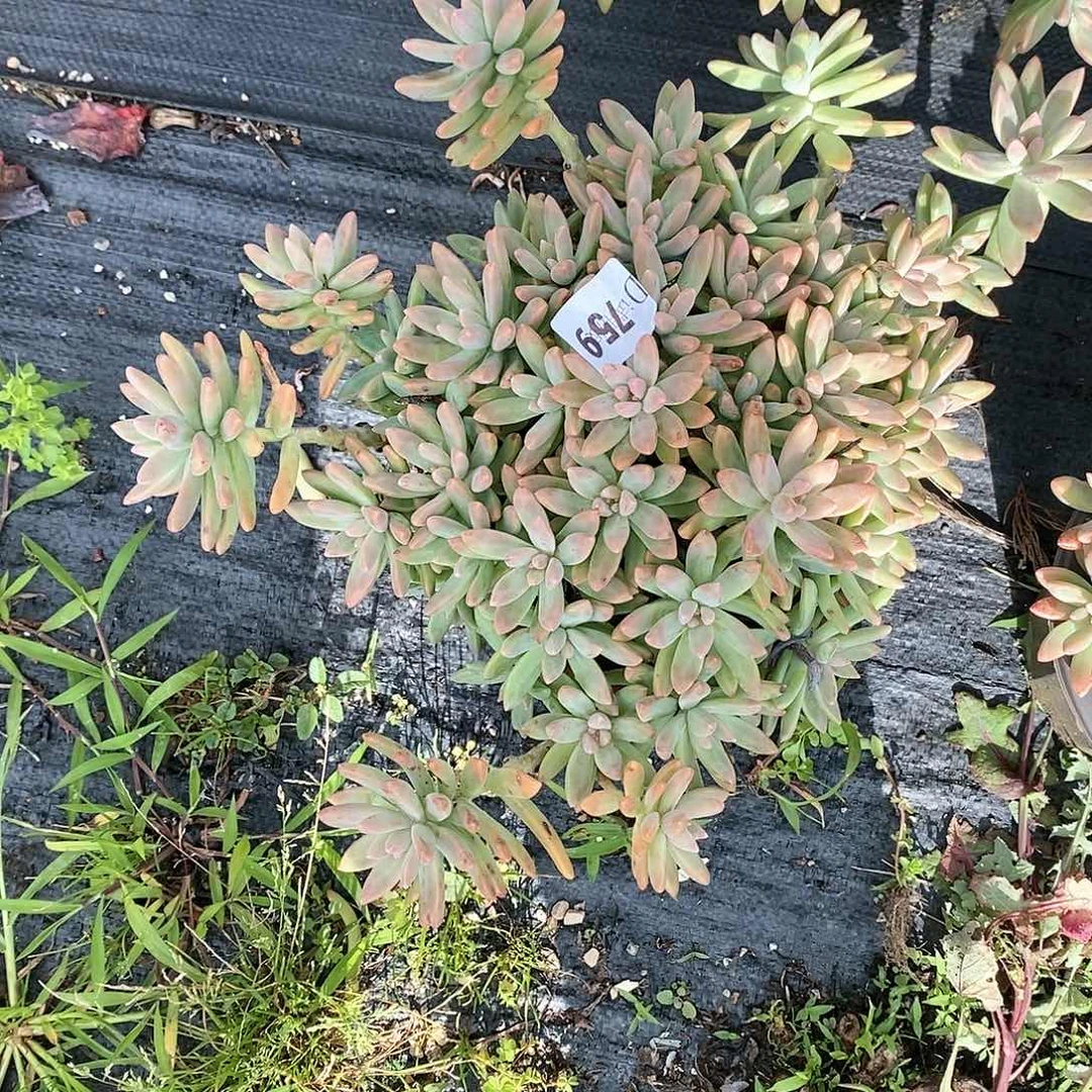 孙*哲759秋丽多肉植物