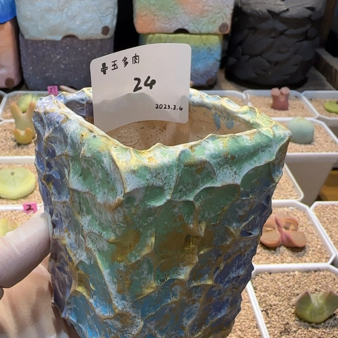 皮****圈多肉多肉多肉3.4-024皮格