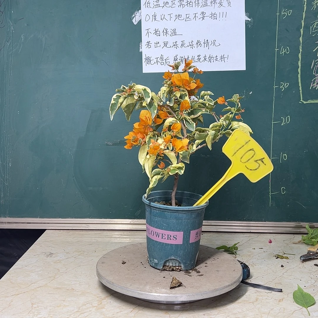 完全开放 金边黄 105