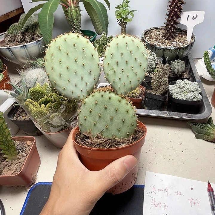 无花朵多头胜利塔仙人掌