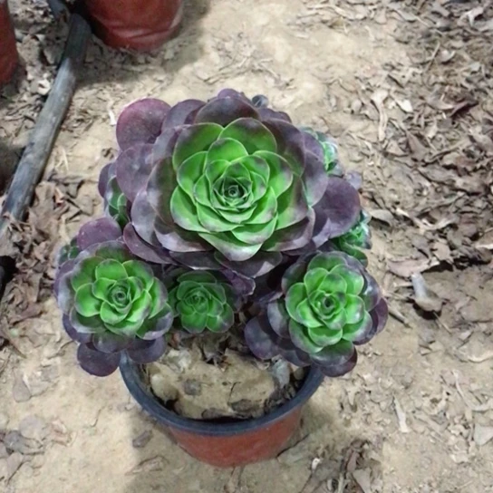 雨***树魅金玫瑰法师多肉33