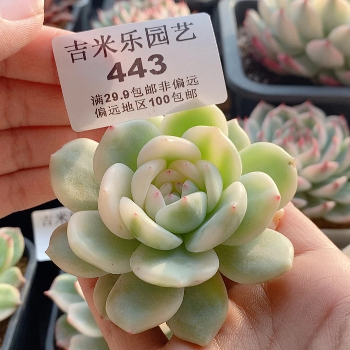 风**过443梦露锦宽半锦多肉植物