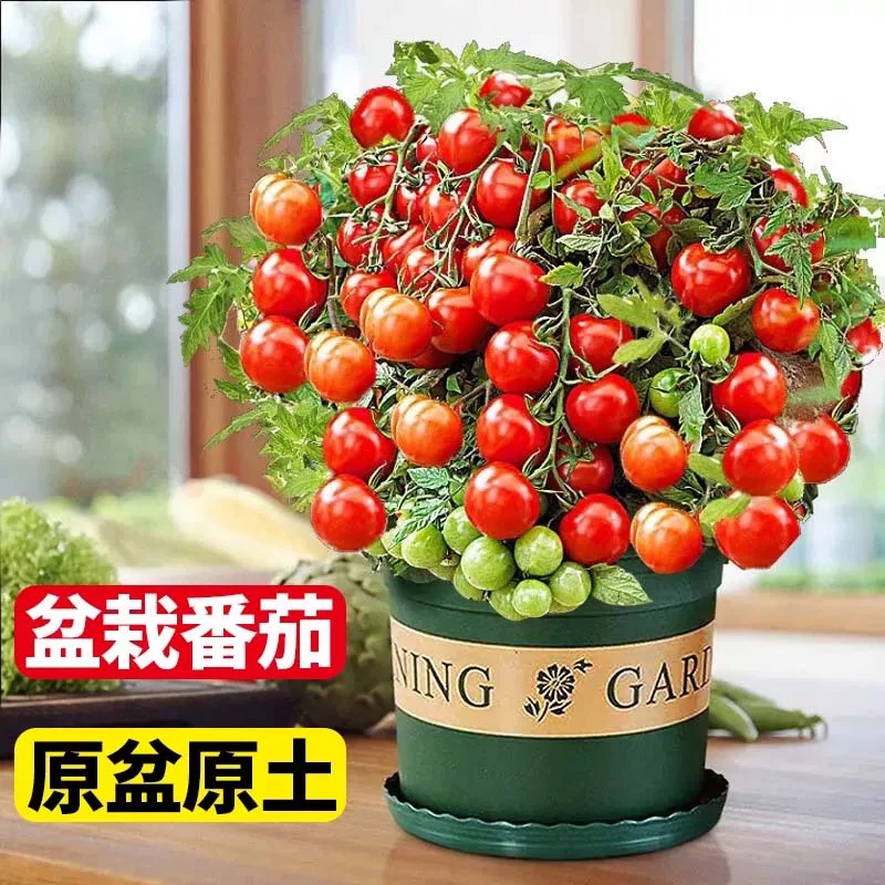 红矮生番茄苗室内盆栽迷你番茄山东寿光蔬菜秧苗番茄苗蔬菜种子