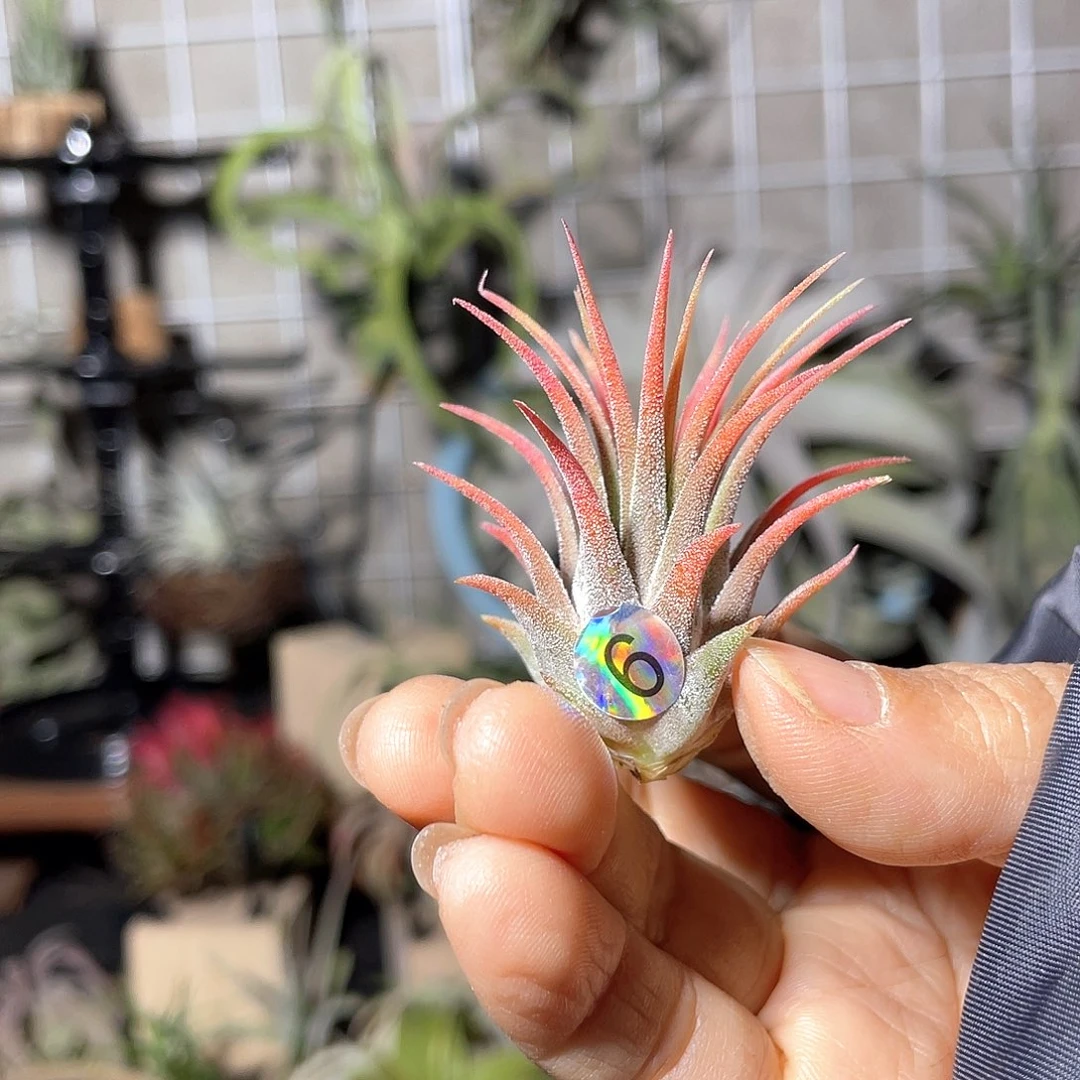 少***粉玫瑰精灵6号空气凤梨